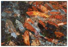 Императорские карпы