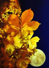 Каштаны в ночи