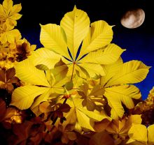 Замок эскузана