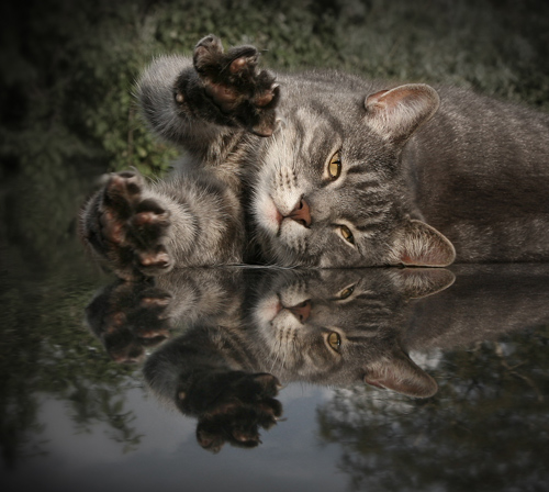 кто спит, не делает плохое !