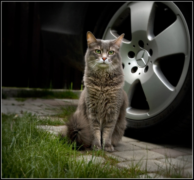 Невеста с приданным ....