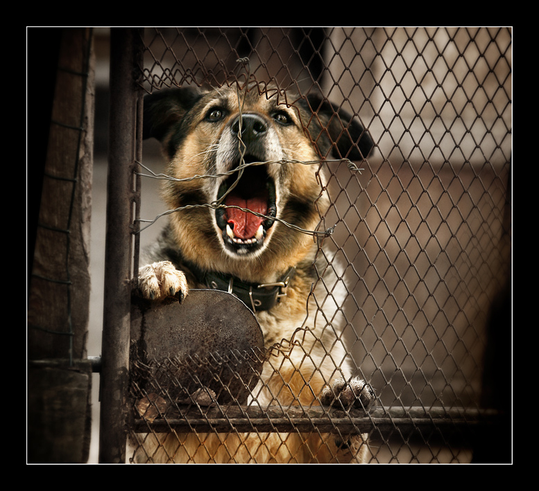 Человек, почему бросил меня ?! ...