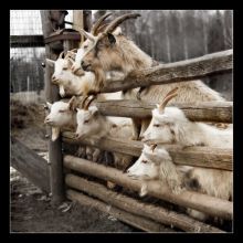 все на выборы !!!!