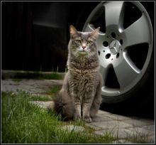 Невеста с приданным ....