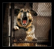 Человек, почему бросил меня ?! ...