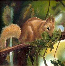 Краснодарская белка