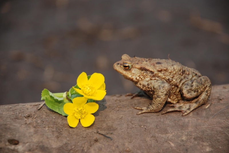 Царевна-лягушка