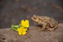 Царевна-лягушка