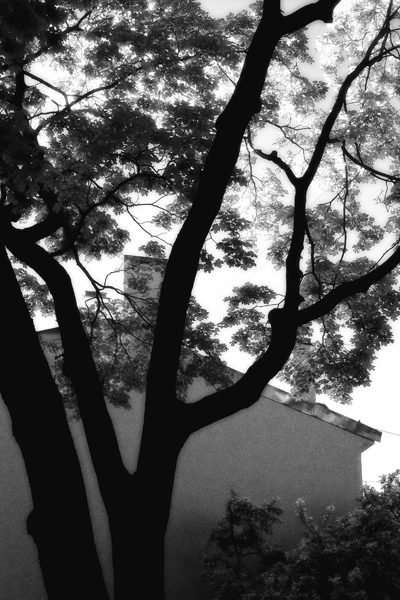 Сияние листьев (2009)