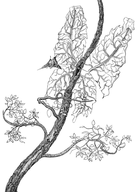 Древобабочка