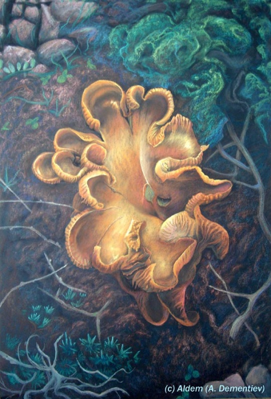 Кантарелла