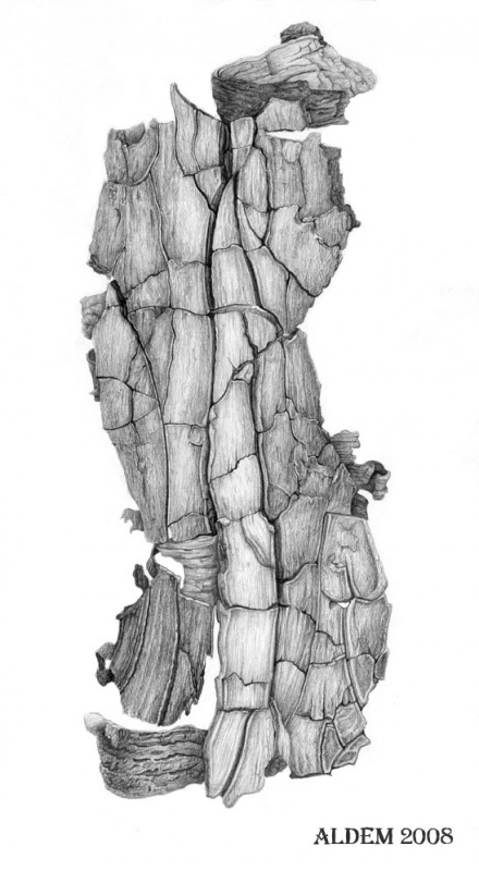 Кора древней сосны