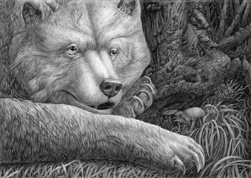 Портрет медведя