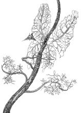 Древобабочка