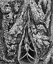 Прародитель