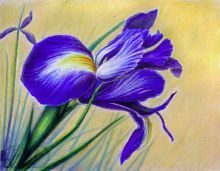 Ирис крупным планом