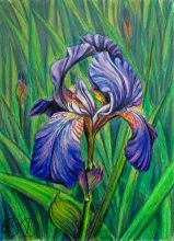 Ирис в траве
