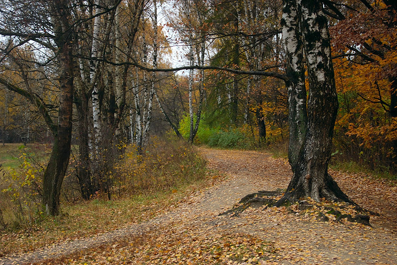 Золото осени.
