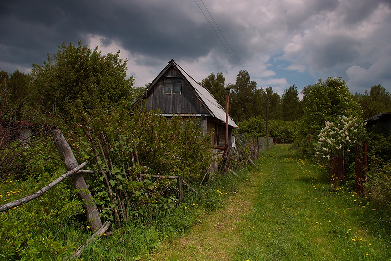 Белая сирень.