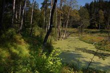 Берёзы на болоте.