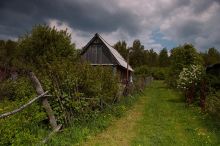 Белая сирень.