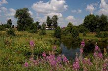 Деревенский пруд.