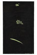 Спина коровы