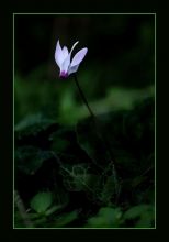 из серии "Маленькие этюды большого леса".