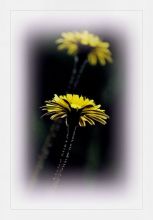 из серии "Маленькие этюды большого леса".