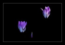 из серии "Маленькие этюды большого леса".