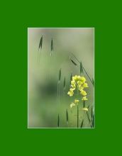 Из серии"Маленькие этюды большого леса".