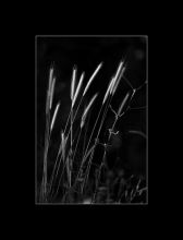 из серии"Маленькие этюды большого леса".