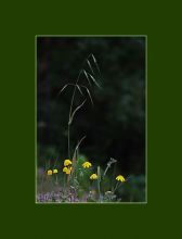 из серии"Маленькие этюды большого леса".