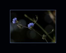 из серии"Маленькие этюды большого леса".