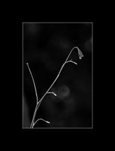 из серии"Маленькие этюды большого леса".