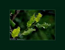 из серии"Маленькие этюды большого леса".