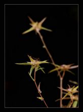 из серии"Маленькие этюды большого леса".