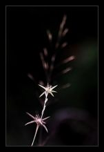 из серии"Маленькие этюды большого леса".