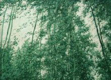 " Шелест ". " Я люблю когда шумят берёзы. ...