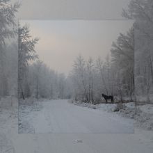 черный конь