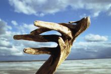 Рука Страдивари