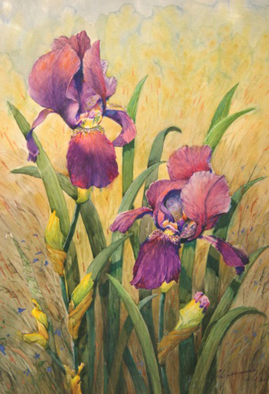 Ирисы