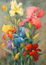Ирисы,многоцветье