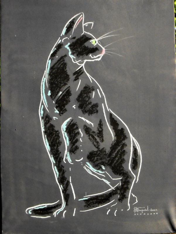 Внимание кошки