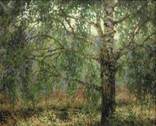 Старая берёза.