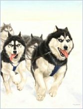 "Упряжка (Хаски)", 2005 г., холст, масло