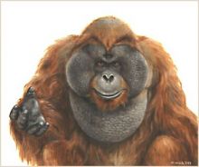 Орангутанг, 2003 г., холст, масло