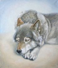 "Старый волк", 2007 г., холст, масло