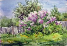 Буйство сирени