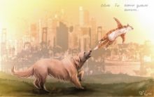 Если бы коты умели летать..